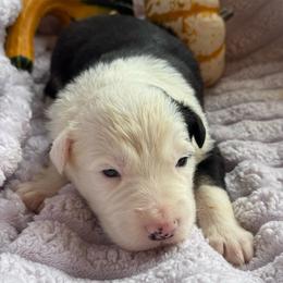 Calypso - Black and white male Border Collie puppy in Mckinney, Texas from Border Collies of Ruidoso
