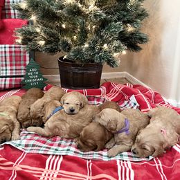 Goldendoodle Puppies from Dutch Doodles