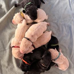 Pink - Yellow female Labrador Retriever puppy in Celina, Ohio from Hickory Creek Labs