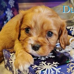 Dubai - Ruby male Cavalier King Charles Spaniel puppy in Rockville, Maryland from Skais the Limit Cavaliers