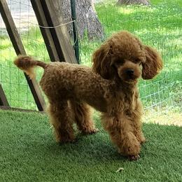 Happy - Poodle