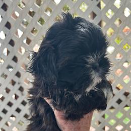 Remmy - Black and white male Shih Tzu puppy in Victorville, California from Precioustzus