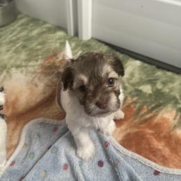Havanese Puppies from Sweet Tea Havanese