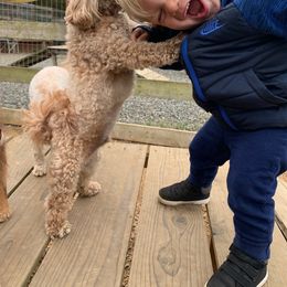 Maltipoo All Grown Up from Maltipoo FurBabies