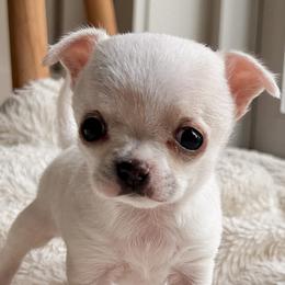 Chihuahuas from Jenny Rose Chihuahuas