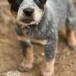 Colt 3500 - Blue mottled male Australian Cattle Dog puppy in Kalispell, Montana from BTR Australian Cattle Dogs