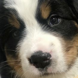 Bernese Mountain Dogs from Willow Wood Bernese