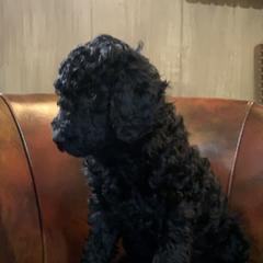 Double Doodle, Goldendoodle, and Pyredoodle Puppies from Little Muddy Doodles