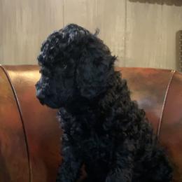 Double Doodle, Goldendoodle, and Pyredoodle Puppies from Little Muddy Doodles