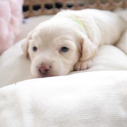 Yellow collar - Cream male Dachshund puppy in Mc Donough, Georgia from Hot Diggity Doxies