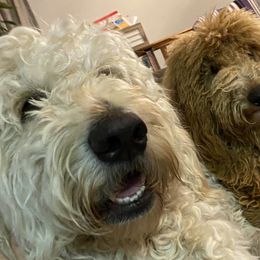 Gracie - Goldendoodle