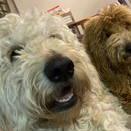 Gracie - Goldendoodle