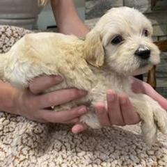 Double Doodles from McCormick’s Creek Doodles