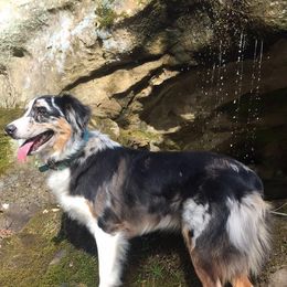 Addie - Australian Shepherd