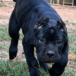 Cane Corso Puppies from Palazzo Cane Corso