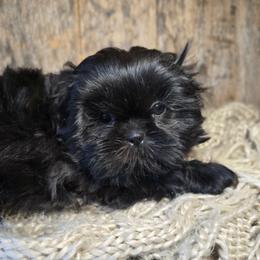 Wilson - Black and white male Shih Tzu puppy in Mountain Grove, Missouri from Precious Puppies