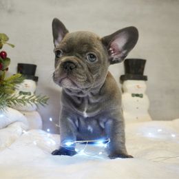 Buttercup - Blue female French Bulldog puppy in Citrus Heights, California from Cali Rooted Bullyz