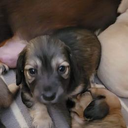 Dachshund Puppies from Bridge Creek Dachshunds