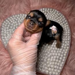 Yorkshire Terrier Puppies from Heaven_sent_toy_yorkies
