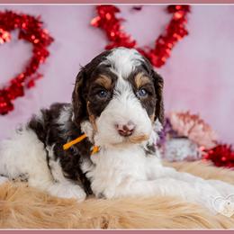 Hart - Brown and white male Bernedoodle puppy in Connersville, Indiana from Deaz Doodle Ranch