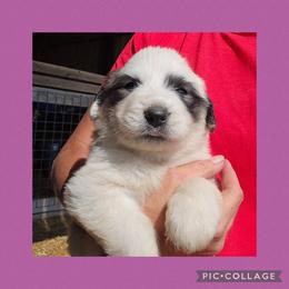 Purple collar - White and badger female Great Pyrenees puppy in Mikado, Michigan from Brittain Family Farm