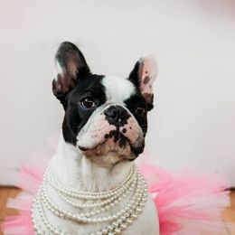 Paty - French Bulldog