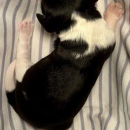 2 - Black white and tan female English Springer Spaniel puppy in Natural Bridge, Virginia from Sara's English Springer Spaniels