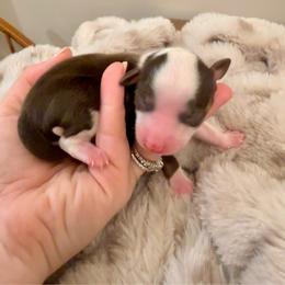 MCKENZIE - male Sporty Mix puppy in Livonia, Michigan from M7’s Shelties, Toonies & AussieDoodles