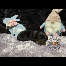 Black tan - Black and tan male Dachshund puppy in Carthage, Texas from Rafter C Ranch Doxies