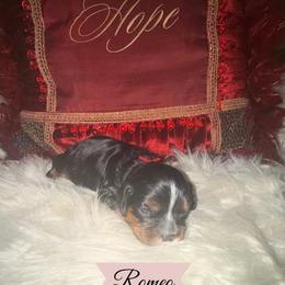 Romeo - Black and tan male Cavalier King Charles Spaniel puppy in Broken Arrow, Oklahoma from Cavalier King Charles Heartland