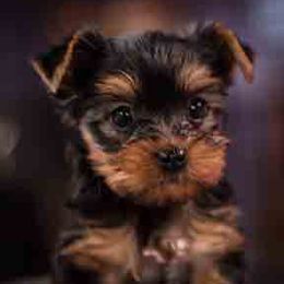 Portuguese Water Dogs and Yorkshire Terriers from Wynsumly