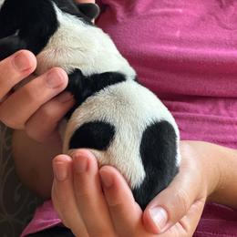 Female 1 - Black brown and white female Basset Hound puppy in Lindley, New York from Hill Top Basset Hounds & Cane Corso