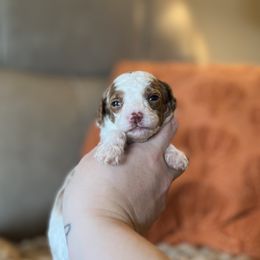Gusher - Parti male Poodle puppy in Wharton, Texas from In the Red Poodles