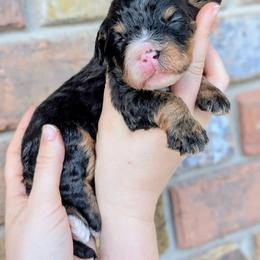 Jelly Bean - Tri-color female Bernedoodle puppy in Beaumont, Texas from Joy's Dood Ranch
