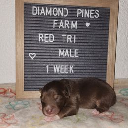 Tan - Red tri-color male Australian Shepherd puppy in Camp Verde, Arizona from Diamond Pines Farm