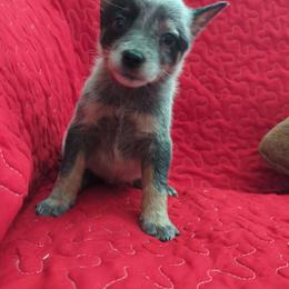Combine - Blue speckled male Australian Cattle Dog puppy in Texarkana, Texas from Red Desert Australian Cattle Dogs