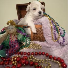 Purple - White Bichon Frise puppy in Rome, Georgia from Southern Sands Bichons