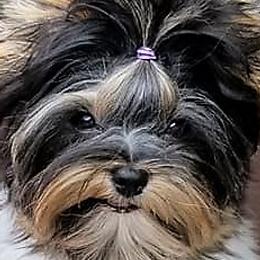 Biewer Terriers from Bellissima Biewers & Yorkies