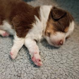Stormy (Navy Collar) - Red tri-color male Australian Shepherd puppy in Okeechobee, Florida from Rothsolid Puppies