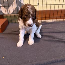Cider - Parti male Poodle puppy in Piqua, Kansas from Legacy Farms Standard Poodles