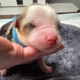 Noirie - Blue Merle - Blue merle female Australian Shepherd puppy in Anthony, Florida from Out of the Blue Aussies