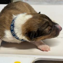 Blue collar - Sable and white male Collie puppy in Norris City, Illinois from Hoskins Collies