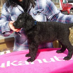 Curly-Coated Retriever Puppies from Kurly Kreek