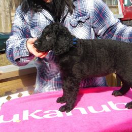 Curly-Coated Retriever Puppies from Kurly Kreek