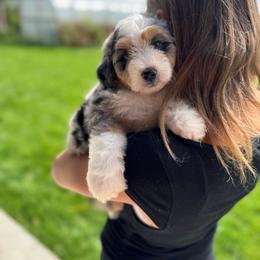 Gustov - Blue merle male Bernedoodle puppy in Spokane, Washington from Lilac City Doodles