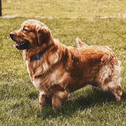 Golden Retriever All Grown Up from Evergreen Retrievers