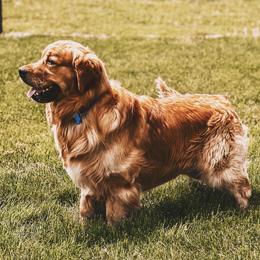 Golden Retriever All Grown Up from Evergreen Retrievers
