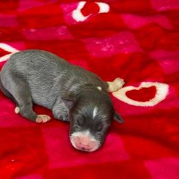Simba - Blue male Border Collie puppy in Hartsville, South Carolina from Wiggles 4 Life