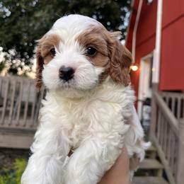 Cavapoo Puppies from Campbell Cavapoos