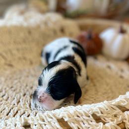 Sugarplum - Black and white female Cocker Spaniel puppy in Buffalo, Missouri from Thrasher Family Puppies